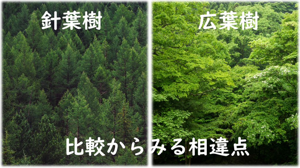 針葉樹と広葉樹の比較からみる相違点 株式会社東集
