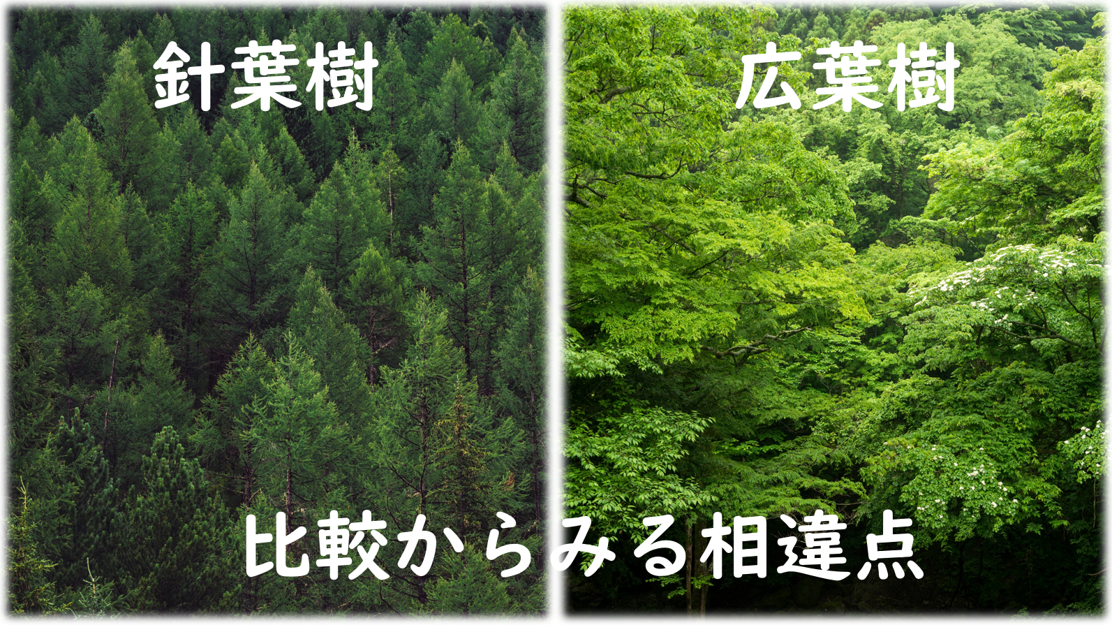 針葉樹と広葉樹の比較からみる相違点 Toshu