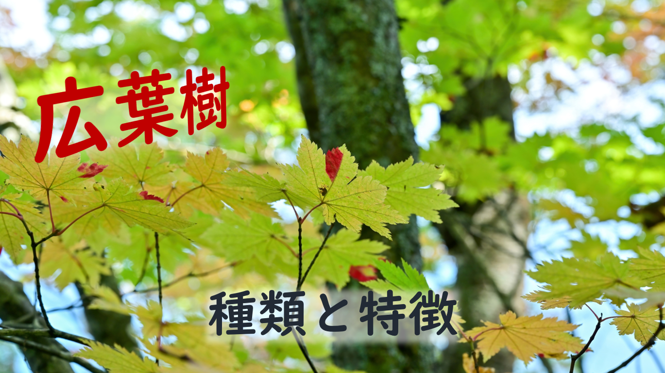 広葉樹の種類と特徴 Toshu